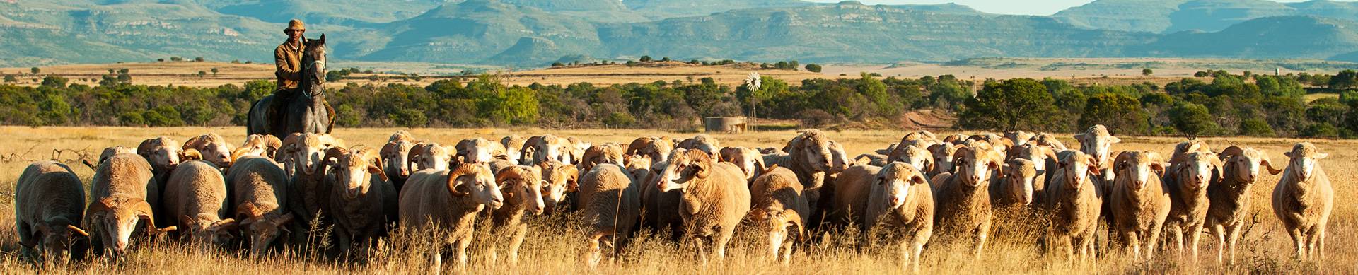 Wool-growing-membership-in-south-africa