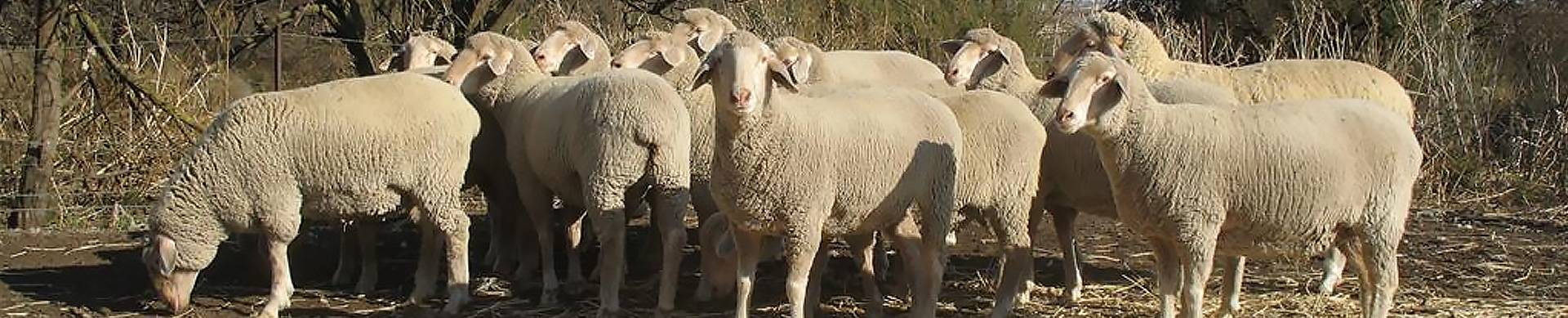 Sheep-insurance-nwga-south-africa